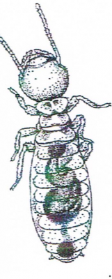 Termite Ouvrier